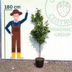 Grapefruit (Citrus × paradisi) ´STAR RUBY´ - výška 130-160 cm, kont. C10L